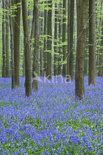 Bluebell (Scilla non-scripta)