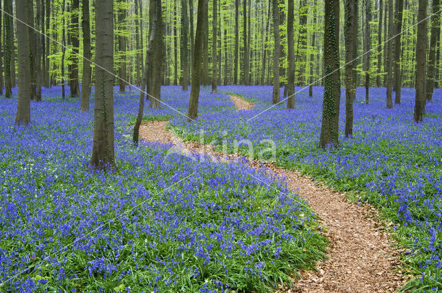 Bluebell (Scilla non-scripta)