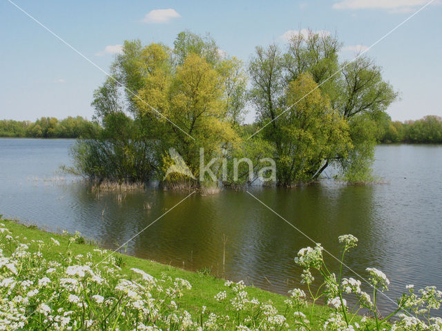 Willow (Salix)