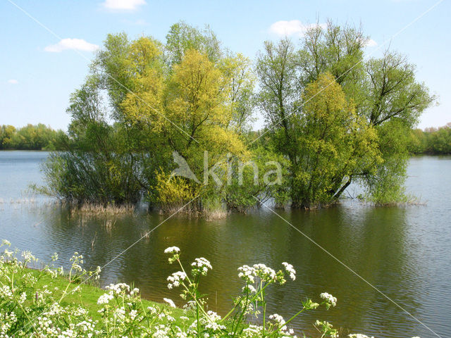 Willow (Salix)