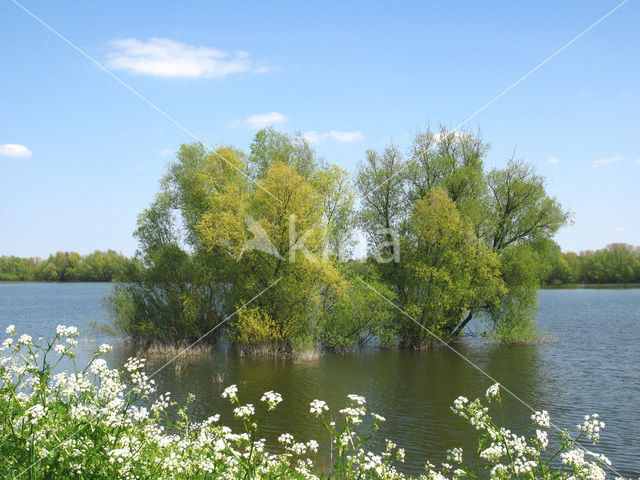 Willow (Salix)