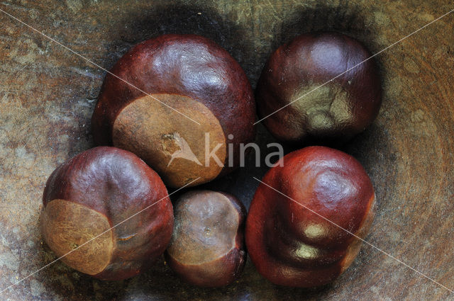 Horse-chestnut (Aesculus hippocastanum)