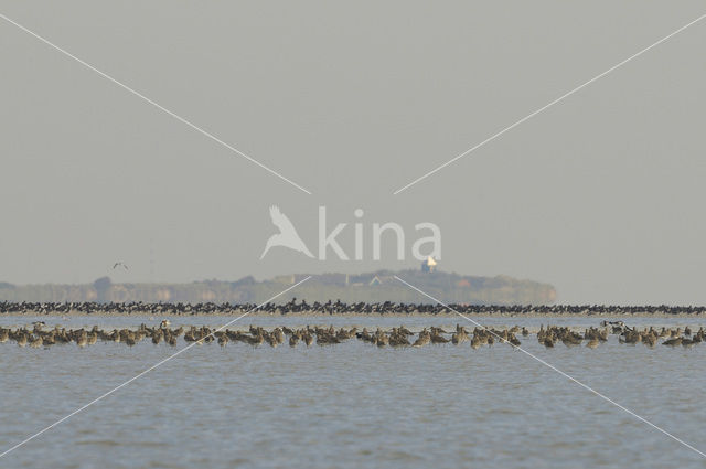 Eurasian Curlew (Numenius arquata)