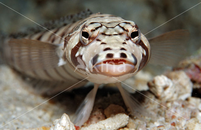 Blackbarred sandperch (Parapercis tetracantha)