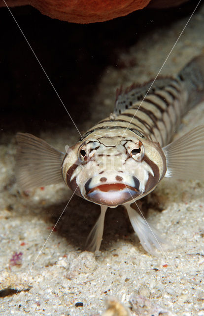 Blackbarred sandperch (Parapercis tetracantha)