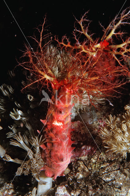 sea cucumber (Holothuria spec.)