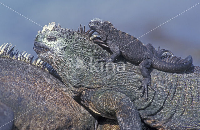 Marine Iguana (Amblyrhynchus cristatus)