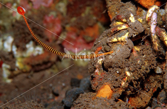 Banded pipefish (Doryrhamphus multiannulatus)