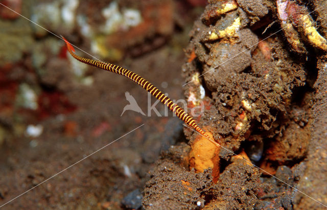 Banded pipefish (Doryrhamphus multiannulatus)