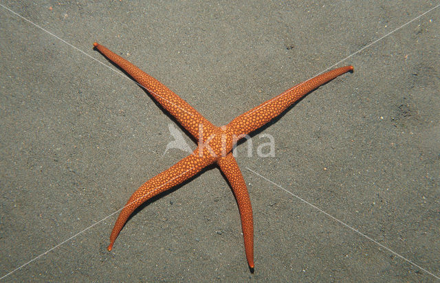starfish (Asterias spec)