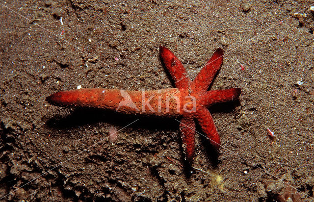 starfish (Asterias spec)