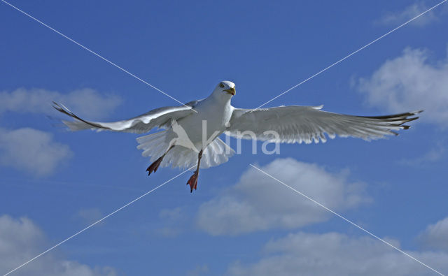 Herring Gull (Larus argentatus)
