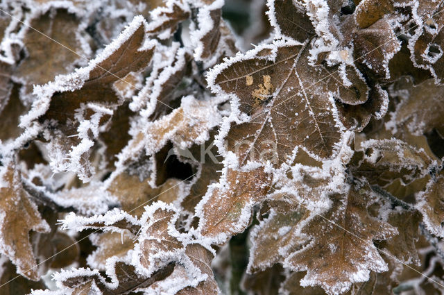 Zomereik (Quercus robur)