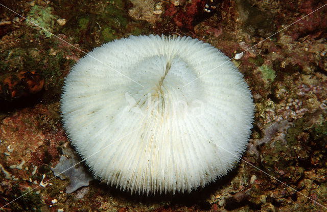 Mushroom coral (Ctenactis echinata)