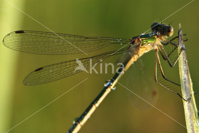 Azuurwaterjuffer (Coenagrion puella)
