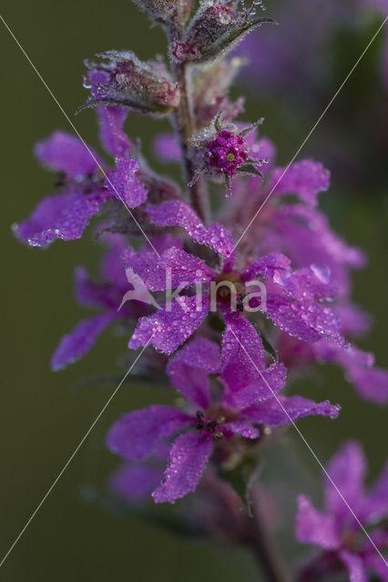 Basterdwederik (Epilobium latifoka)