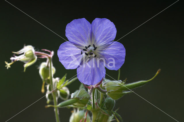 Beemdooievaarsbek (Geranium pratense)