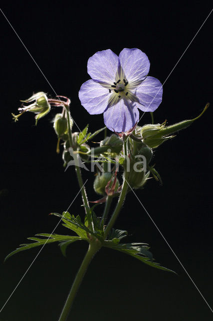 Beemdooievaarsbek (Geranium pratense)