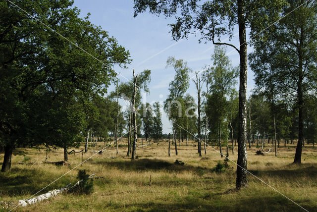 Birch (Betula)