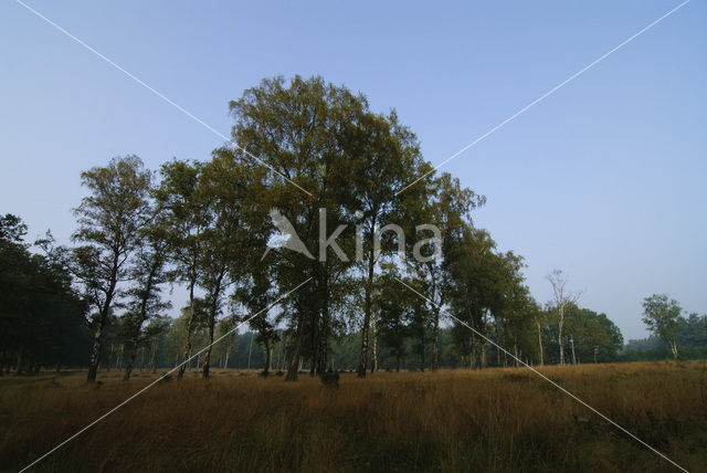 Birch (Betula)