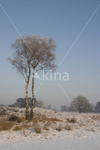 Berk (Betula)
