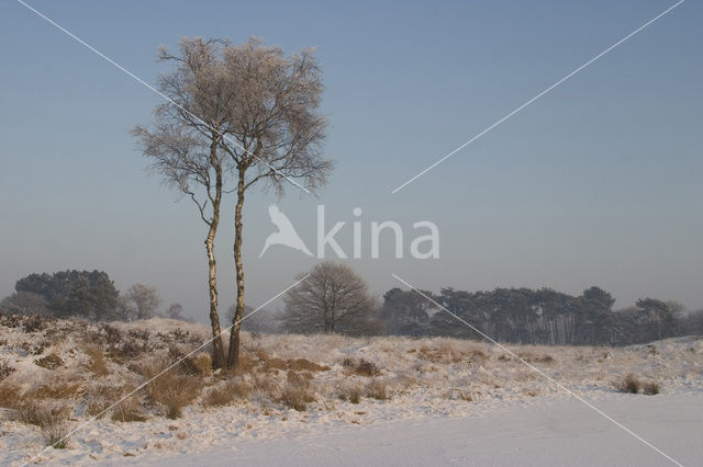 Birch (Betula)