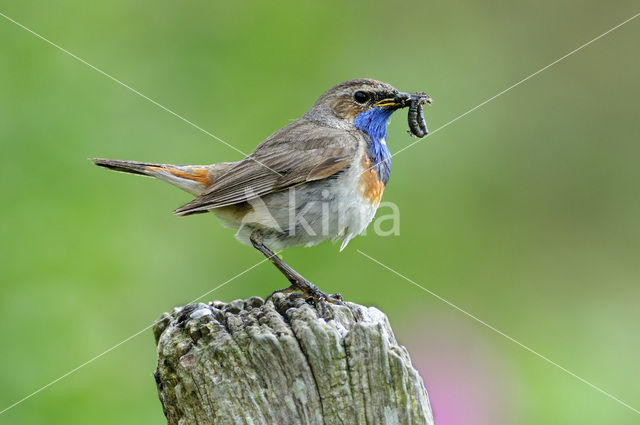 Bluethroat (Luscinia svecica)
