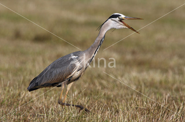 Grey Heron (Ardea cinerea)