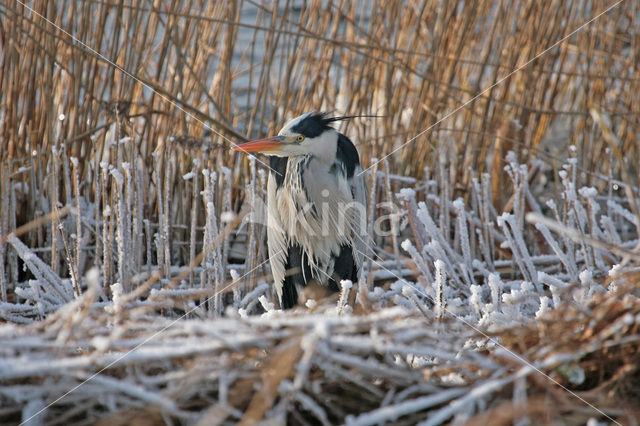 Blauwe Reiger (Ardea cinerea)