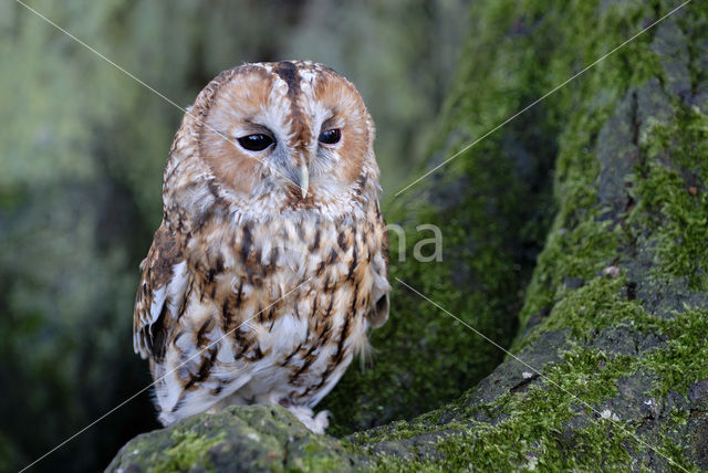Bosuil (Strix aluco)