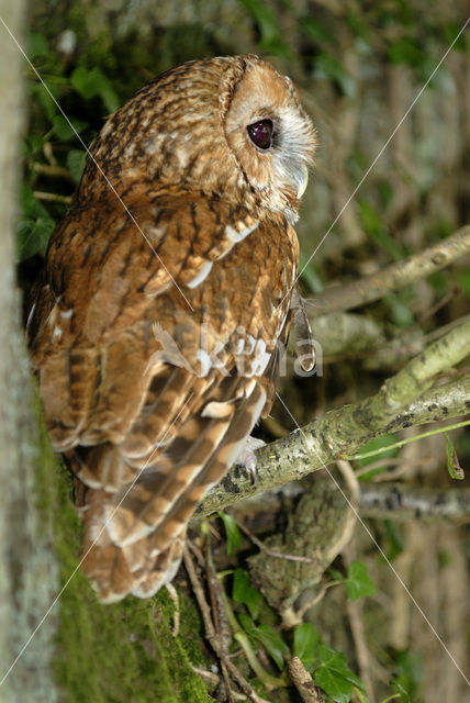 Bosuil (Strix aluco)