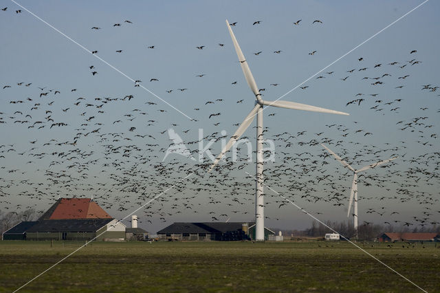 Barnacle Goose (Branta leucopsis)