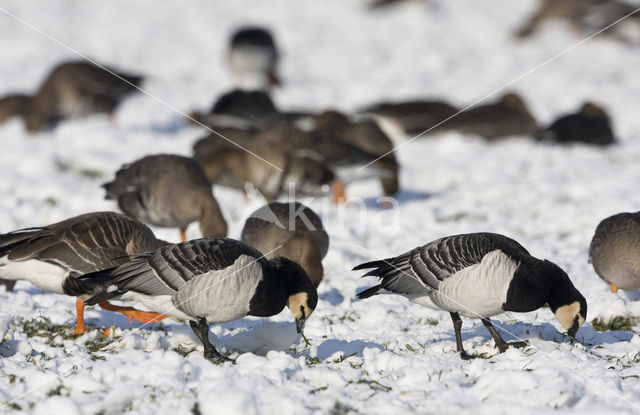 Brandgans (Branta leucopsis)