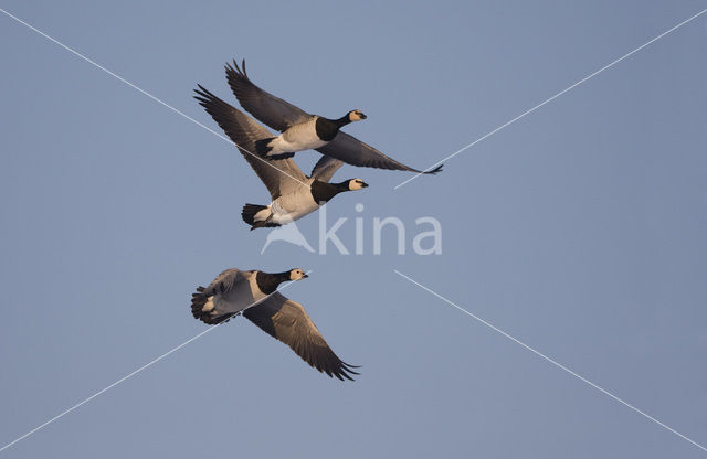 Barnacle Goose (Branta leucopsis)