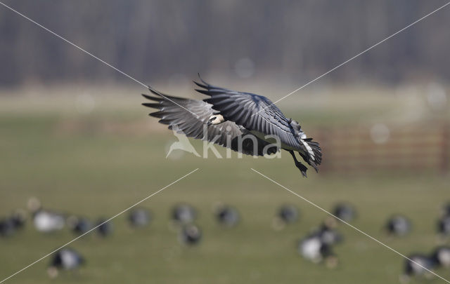 Barnacle Goose (Branta leucopsis)