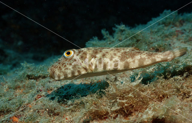 Bruine kogelvis (Sphoeroides marmoratus)