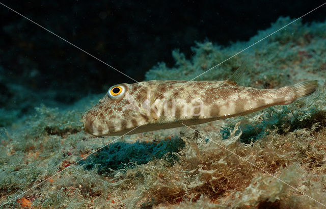 Guinean puffer (Sphoeroides marmoratus)