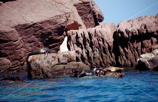 Californian sea lion (Zalophus californianus)