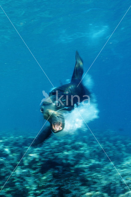 Californian sea lion (Zalophus californianus)