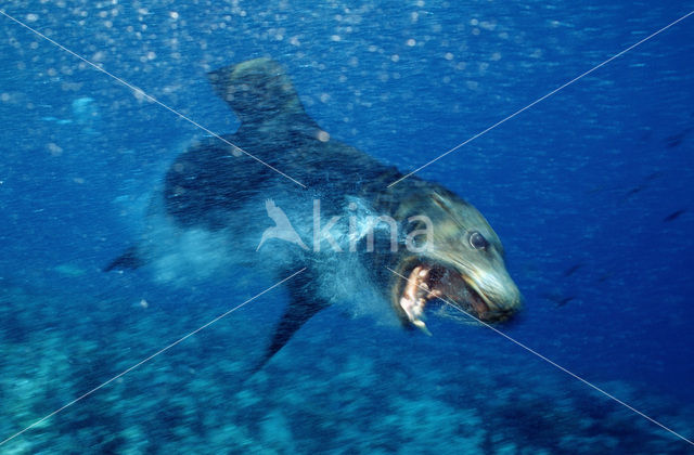 Californian sea lion (Zalophus californianus)