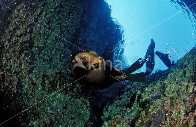 Californian sea lion (Zalophus californianus)