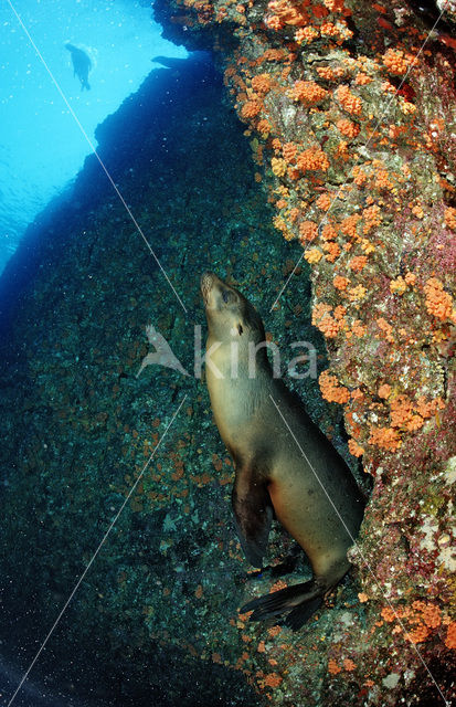 Californian sea lion (Zalophus californianus)