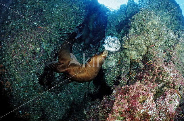 Californian sea lion (Zalophus californianus)