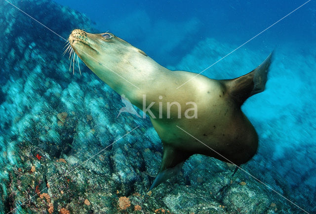 Californian sea lion (Zalophus californianus)