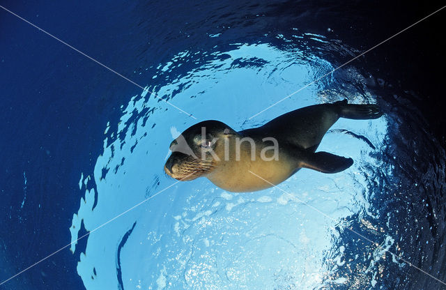 Californian sea lion (Zalophus californianus)