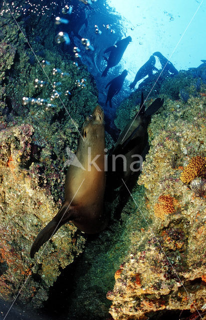 Californian sea lion (Zalophus californianus)