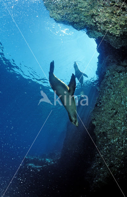 Californian sea lion (Zalophus californianus)