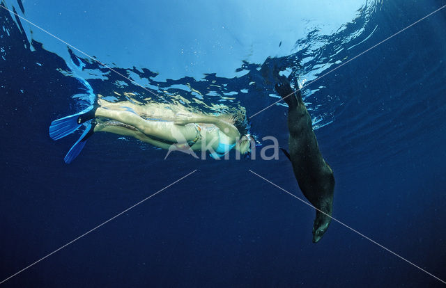 Californian sea lion (Zalophus californianus)