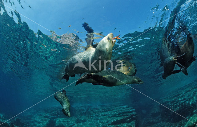 Californian sea lion (Zalophus californianus)