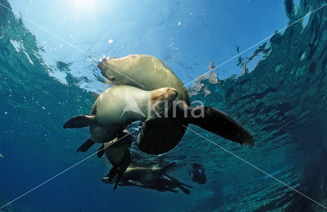 Californian sea lion (Zalophus californianus)